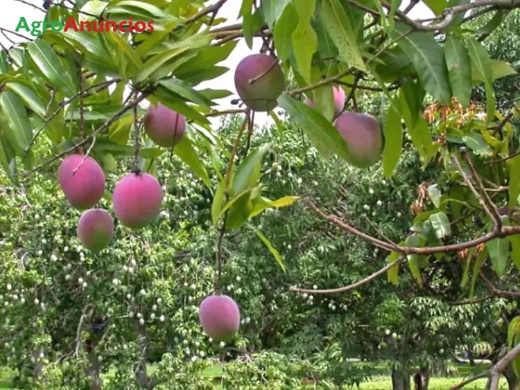 Venta  de Finca de mangos en Málaga