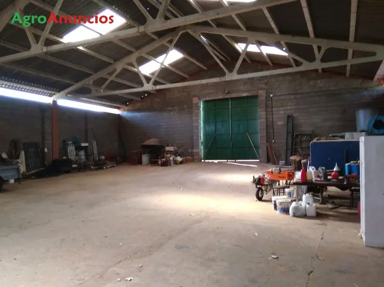 Finca Rustica 250 ha Ciudad Real Olivos Labor Casa Caza