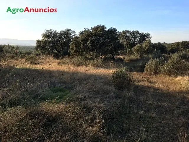 Venta  de Terreno de monte en Badajoz