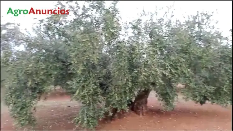 Venta  de Finca de olivos en Córdoba