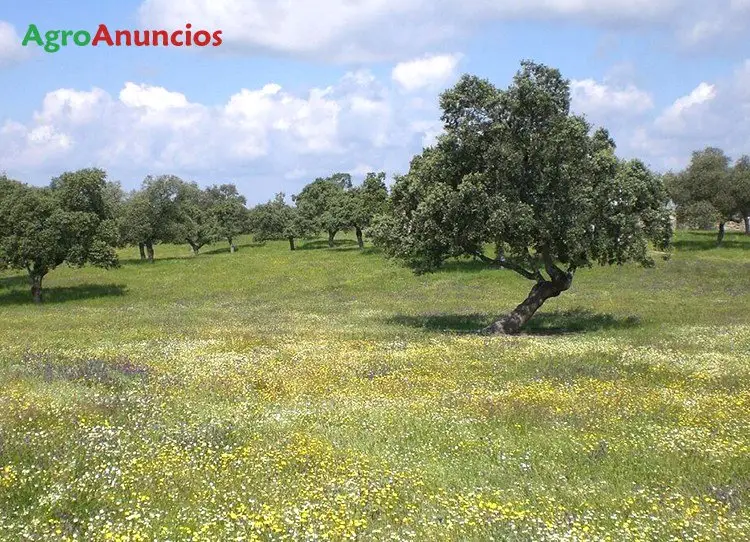 Venta  de Finca de encinas y alcornoques en Huelva