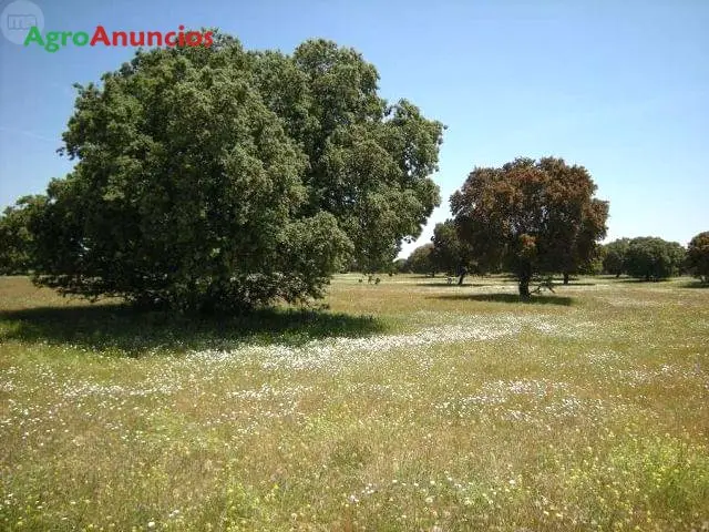 Venta  de Finca ganadera a pie de carretera en Cáceres