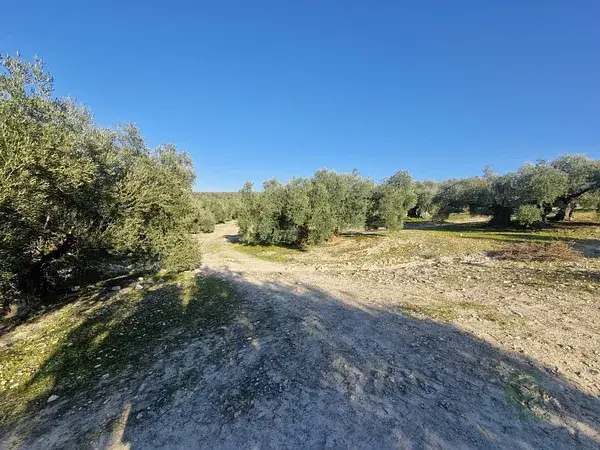 Terreno Agricola con Olivos en Montilla Cordoba