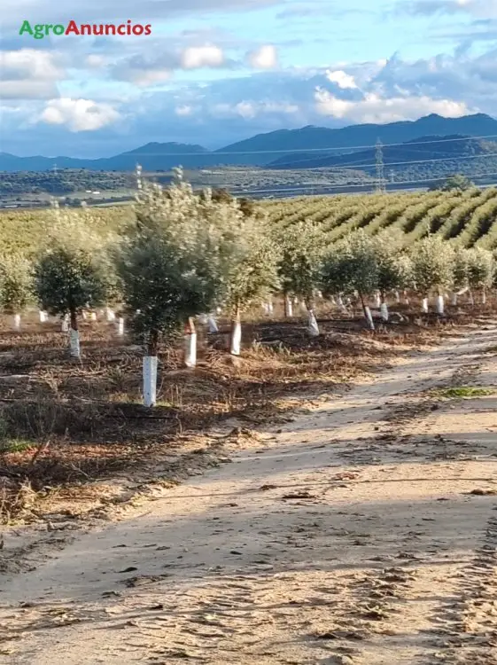 Venta  de Finca de almendros y olivos de regadío en Cáceres