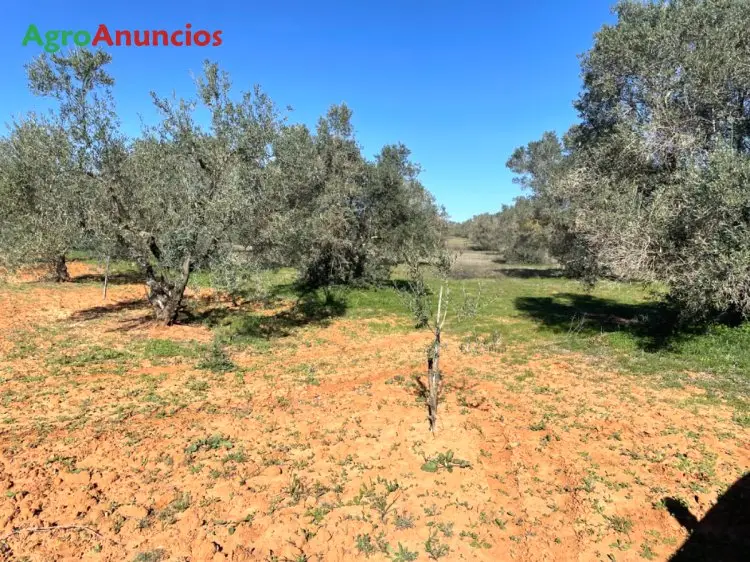 Venta  de Finca de olivar en Huelva