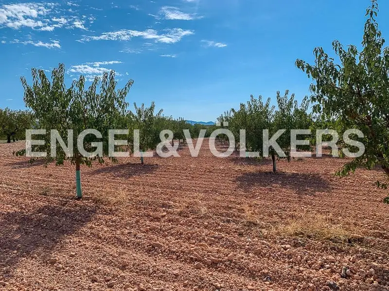 Finca Ecologica 34 Hectareas Almendros Masia Reformada Utiel Valencia