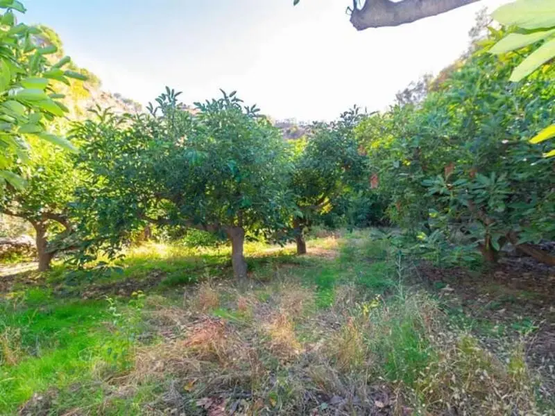 Parcela Rustica con Arboles Frutales en Canillas de Albaida