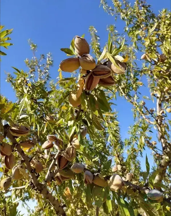 Finca Rustica 511 Hectareas Castelldans Almendros Olivos
