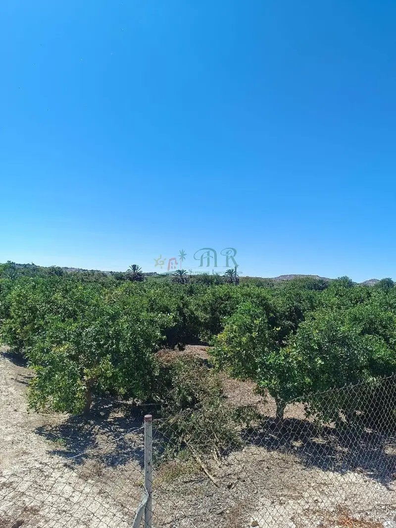 Venta Finca Rustica Almoradi 30 Tahullas Naranjos Limoneros