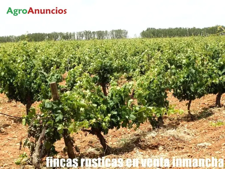 Venta  de Finca de viña ecológica en espaldera en Albacete