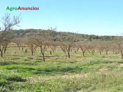 Venta  de Finca con almendros y olivos en Tarragona