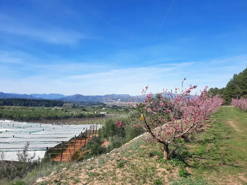 Finca con 3000 Arboles Frutales y Casa de 4 Dormitorios