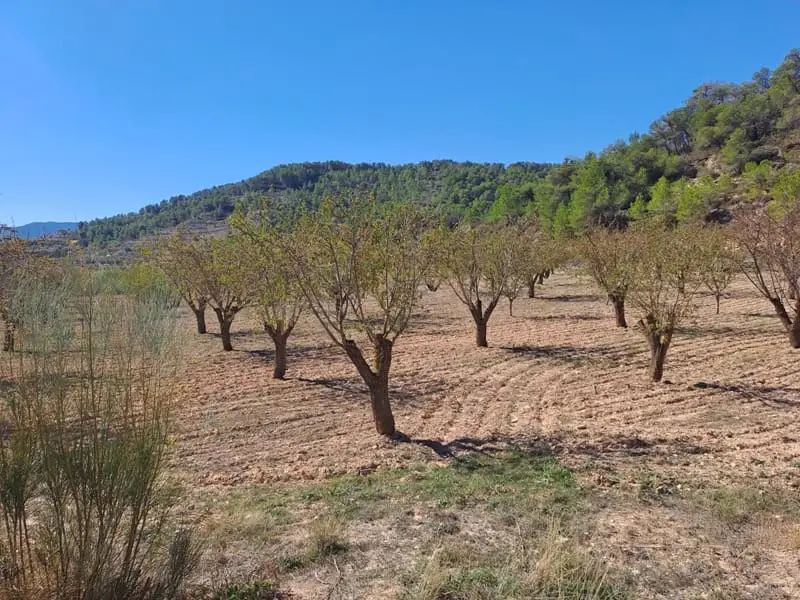 Finca Rustica 8 Hectareas Corbera de Ebre Tarragona
