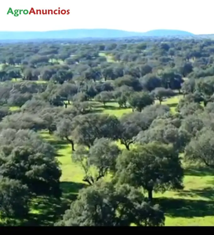 Venta  de Finca agro ganadera en Cádiz