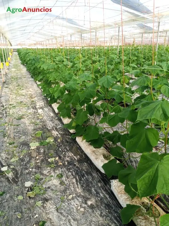 Venta  de Finca invernada en Almería