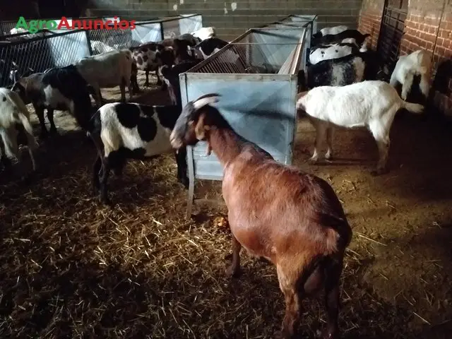 Venta  de Finca ganadera de cabras en Toledo