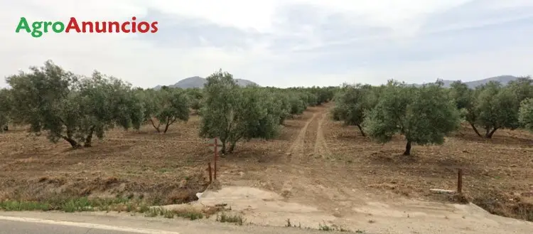 Venta  de Finca de olivos en Málaga