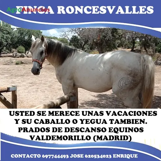 Alquiler  de Finca para  el cuidado de  equinos en Madrid