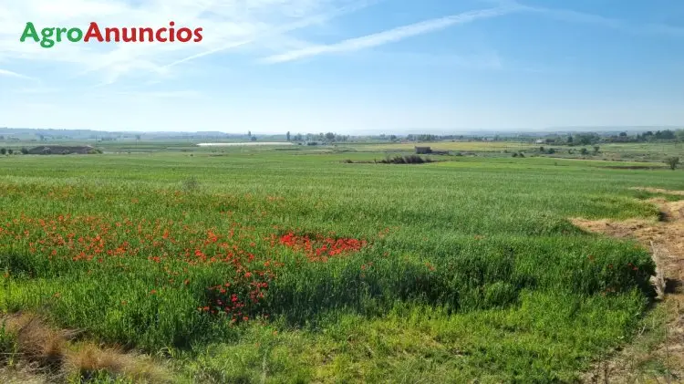 Compra  de Finca de regadío mínimo 300 hectáreas en Lérida