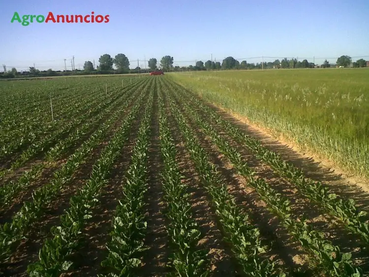 Demanda  de Finca agrícola en Valladolid