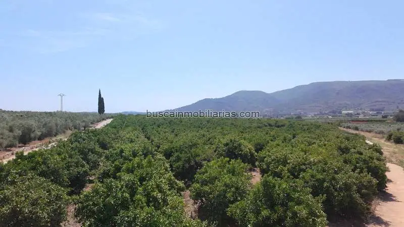 Parcela Rustica en Enguera con Naranjos en Producción