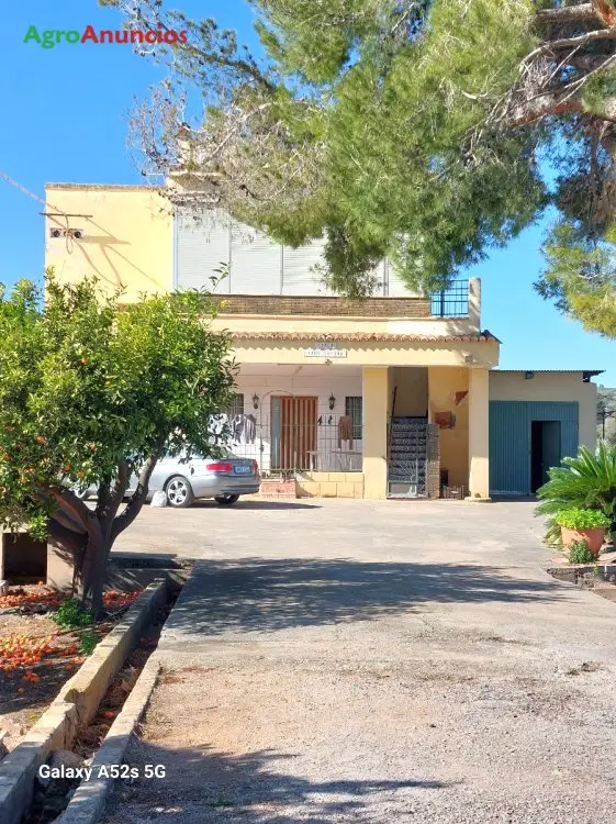 Venta  de Finca de naranjos con casa y almacén en Valencia