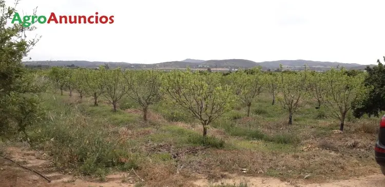 Venta  de Finca de caquis en Valencia