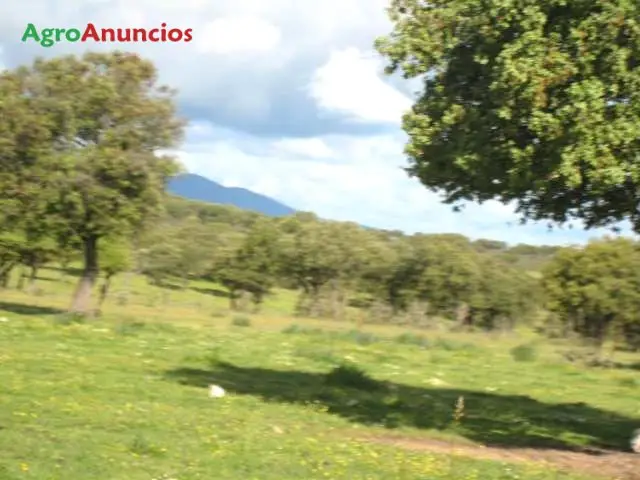 Venta  de Finca cercada de encinas y alcornoques en Cáceres