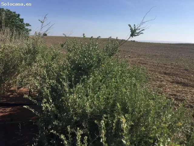 Finca Pistachos Pallaruelo 65 Ha Riego Hidrante