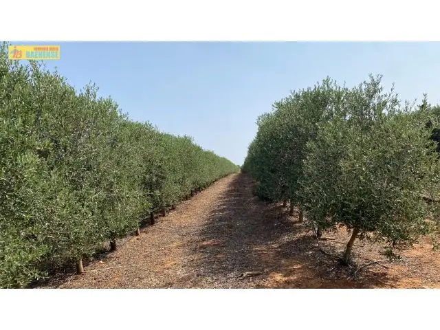 Olivar Superintensivo de Regadío 35 Has Subvención