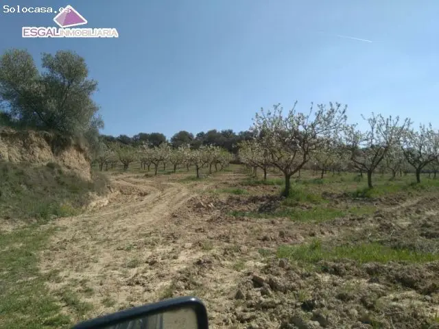 Finca 19000m2 Cregenzan 380 Almendros Pozo Agua
