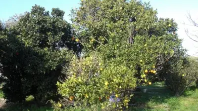 Finca Rustica en Venta El Soto Vejer de la Frontera