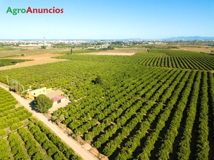 Venta  de Finca de naranjos en Valencia