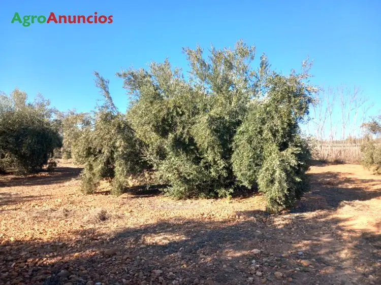 Venta  de Finca de olivar de regadío en Jaén