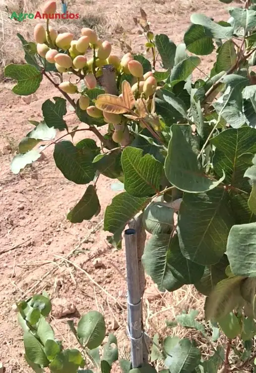 Venta  de Finca de pistachos ecológicos en Ciudad Real