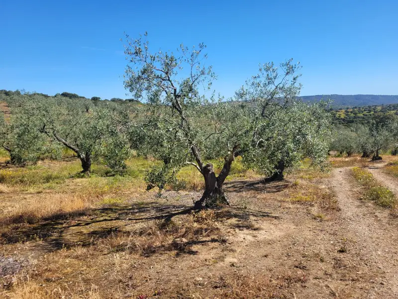 Venta Olivar 7 Hectareas Malcocinado